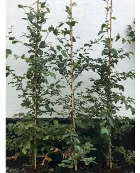 Buchenhecke